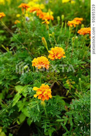 Marigold Marigold 93695319