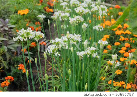 Onion flowers in farming and harvesting. Organic vegetables grown in a rural farm garden. Growing vegetables at home. Onion flowers in farming and harvesting. Organic vegetables grown in a rural farm garden. Growing vegetables at home. 93695797