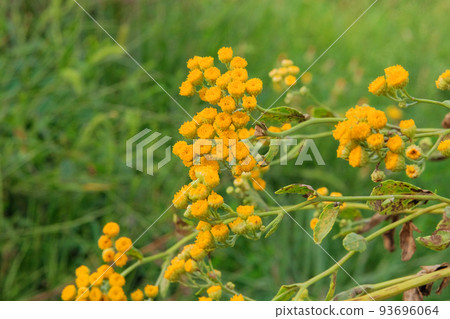 Helichrysum flowers on nature blurred background. Many yellow aromatic flowers for herbalism in meadow. Medicinal herb. Helichrysum flowers on nature blurred background. Many yellow aromatic flowers for herbalism in meadow. Medicinal herb. 93696064