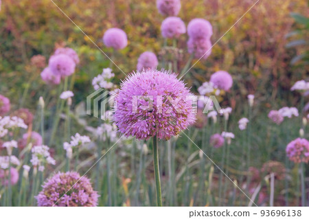 Purple onion flower in farming and harvesting. Organic vegetables grown in a rural garden. Growing vegetables at home. Purple onion flower in farming and harvesting. Organic vegetables grown in a rural garden. Growing vegetables at home. 93696138