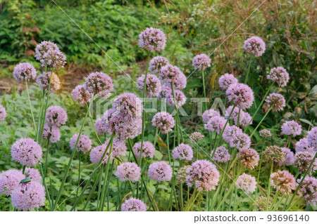 Violet onion flowers in farming and harvesting. Organic vegetables grown in a rustic farm garden. Growing vegetables at home. Violet onion flowers in farming and harvesting. Organic vegetables grown in a rustic farm garden. Growing vegetables at home. 93696140