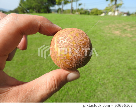 Horse chestnut fruit (picture showing the size held in hand) 93696162