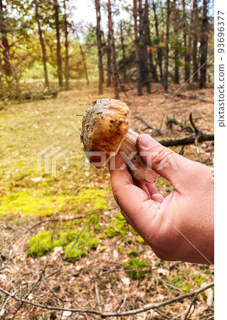 Boletus edulis in male hand. Nature of autumn forest. Season of mushrooms in forest. 93696377