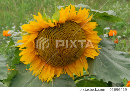 Sunflowers. Agriculture autumn background in sunny day. 93696419