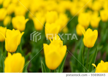 tulip flowers tulip flowers 93696843