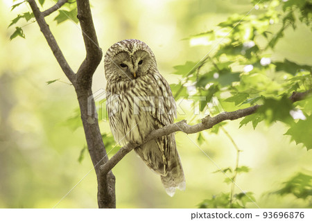 Ezo owl nestled on a tree branch 93696876