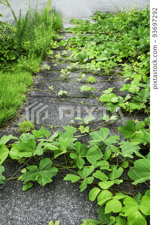 Kudzu leaves crawling on the ground Kudzu leaves crawling on the ground 93697292