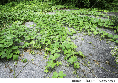 Kudzu leaves crawling on the ground 93697293