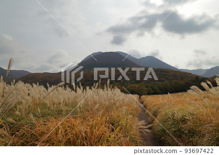 Autumn grass and autumn leaves of Tadewara Marsh (November 2021 Kokonoe Town, Oita Prefecture) Autumn grass and autumn leaves of Tadewara Marsh (November 2021 Kokonoe Town, Oita Prefecture) 93697422