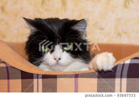Beautiful Cat Persian breed lies in a cat bed indoors and looks away. Black and white color, green eyes. Metis. Close-up, selective focus. Beautiful Cat Persian breed lies in a cat bed indoors and looks away. Black and white color, green eyes. Metis. Close-up, selective focus. 93697555