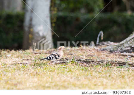 [Hoopoe] Hoopoe looking for food in the shade 93697868