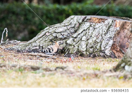[Hoopoe] Hoopoe looking for food in the shade 93698435