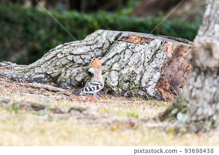 [Hoopoe] Hoopoe overlooking in the shade 93698438