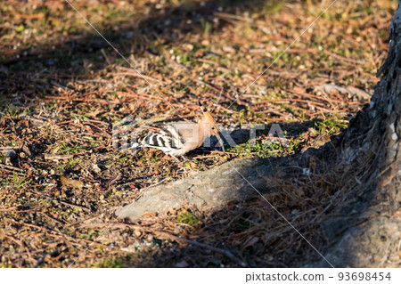 [Hoopoe] Hoopoe with food in its mouth 93698454