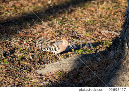 [Hoopoe] Hoopoe with food in its mouth 93698457