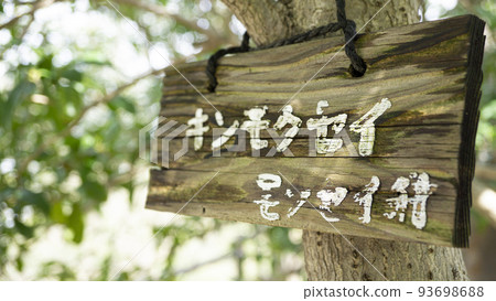 桂花樹標籤 93698688