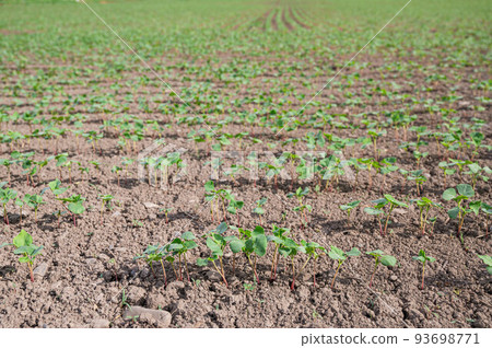 buckwheat buds buckwheat buds 93698771