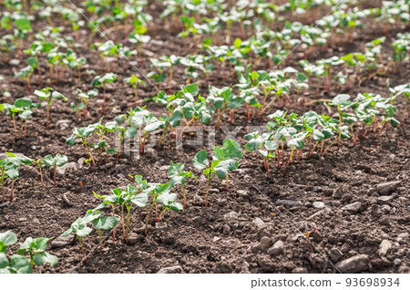 Sprouting buckwheat noodles Sprouting buckwheat noodles 93698934