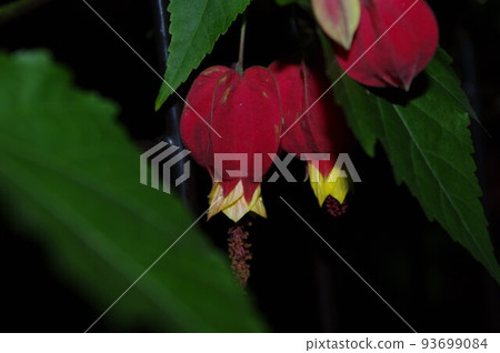 float fishing tree 2 float fishing tree 2 93699084