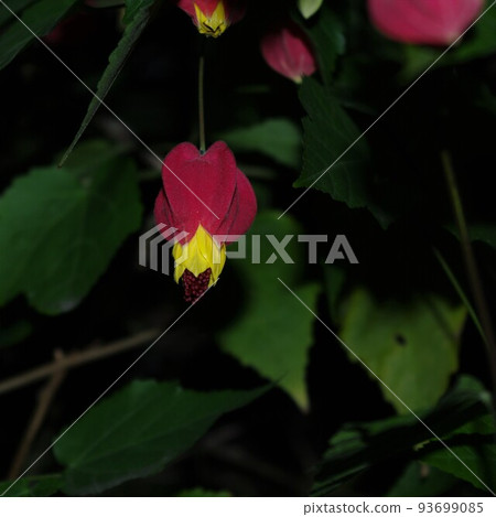 float fishing tree 3 float fishing tree 3 93699085