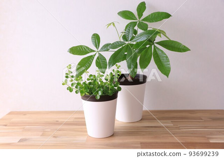 Foliage plant Foliage plant 93699239