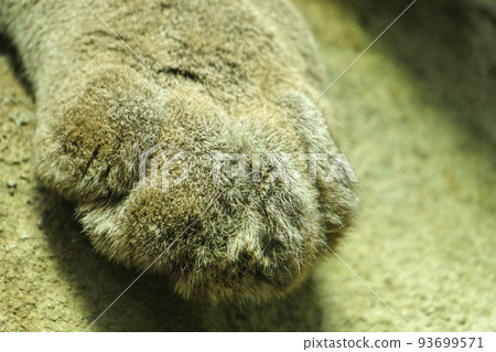 cougar paw 93699571