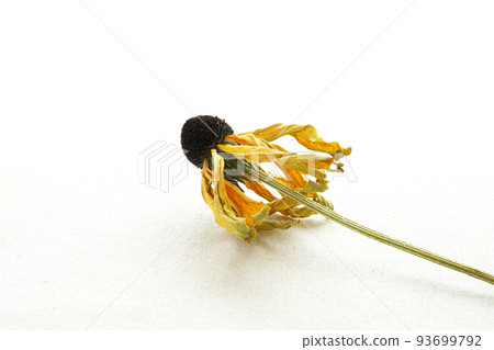 乾花 乾花 93699792