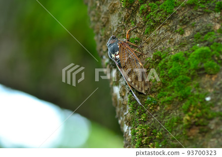 Brown cicada 93700323
