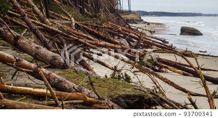 The devastation after the storm. Collapsed sea shores. Fallen damaged forest. Consequences of the sea storm. 93700341