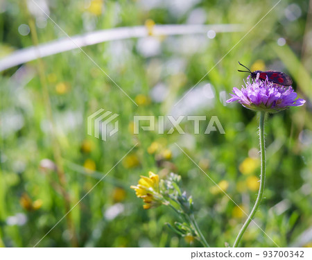 Postcard summer. Meadow flower in the grass. A bug on a wildflower. 93700342