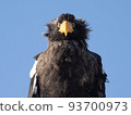 front of Steller's sea eagle 93700973