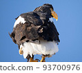 Steller's sea eagle seen from behind 93700976