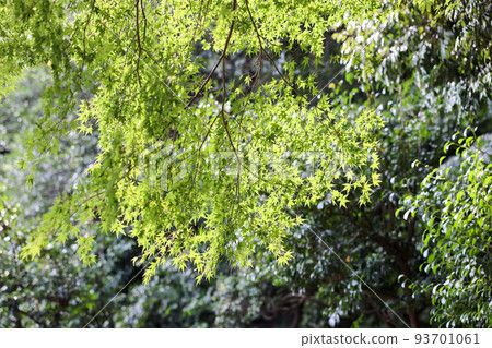 Blue maple shrine precincts 93701061