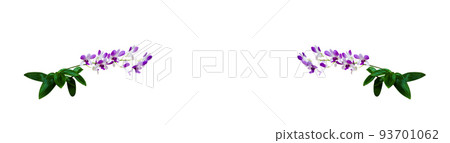 Isolated purple Dendrobium bigibbum the Cooktown orchid or mauve butterfly orchid with clipping paths on white background 93701062