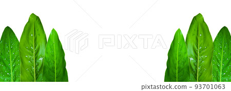 solated Alpinia galanga leaves with white copy space 93701063