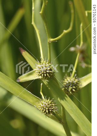 Branched bur-reed Branched bur-reed 93701143