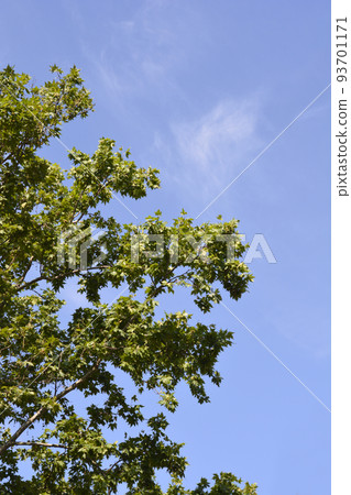 London plane 93701171