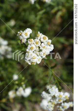 Sneezewort yarrow 93701202