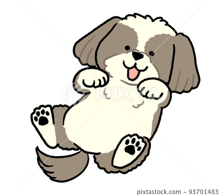 棕色西施犬躺在它的背上 93701483