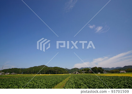 Tambaguro: Black soybean fields in late August Wide angle 93701509