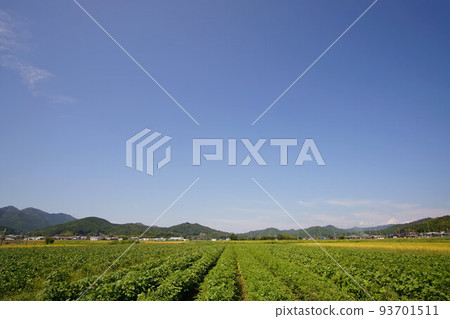 Tambaguro: Black soybean fields in late August Wide angle 93701511