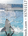 Kamogawa Sea World Killer whale show Killer whale splashing Kamogawa Sea World Killer whale show Killer whale splashing 93701517