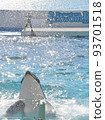 Kamogawa Sea World Killer whale show Killer whale splashing Kamogawa Sea World Killer whale show Killer whale splashing 93701518