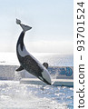 Kamogawa Sea World Killer whale show Killer whale jumping high Kamogawa Sea World Killer whale show Killer whale jumping high 93701524