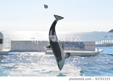 Kamogawa Sea World Killer whale show Killer whale jumping high 93701525