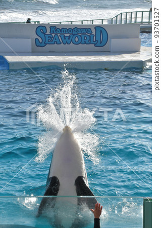 Kamogawa Sea World Killer whale show Killer whale splashing 93701527
