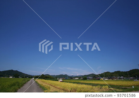 稻米收割開始，丹波筱山市，田園風光，8月下旬 93701586