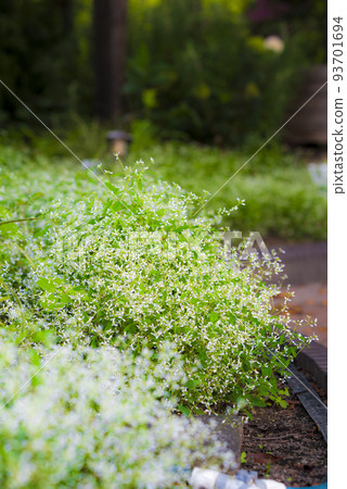 大戟鑽石霜 93701694