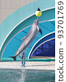 kamogawa sea world dolphins dolphin show splashes jump high keepers school excursion kamogawa sea world dolphins dolphin show splashes jump high keepers school excursion 93701769