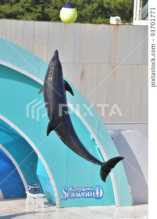 kamogawa sea world dolphins dolphin show splashes jump high keepers school excursion 93701771